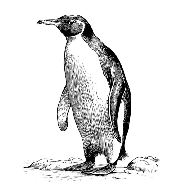 Esquisse Pingouin Dessinée Main Dans Style Gravure Animaux Mer Illustration Vecteurs De Stock Libres De Droits