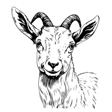 goat hand drawn vector illustration realistic sketch clipart