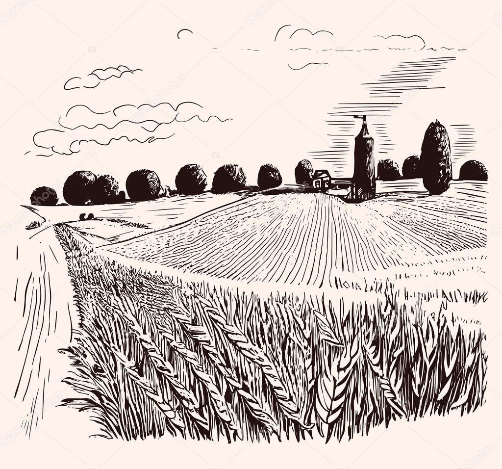 Rural landscape field wheat, trees, plants, forest panorama. Hand drawn vintage vector realistic countryside engraving