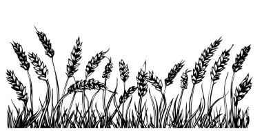 Buğdayın el çizimi vektör çizimi. Beyaz arkaplanda izole.