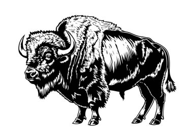 Elle çizim bizonu. Bufalo hayvanı. Vektör çizimi.