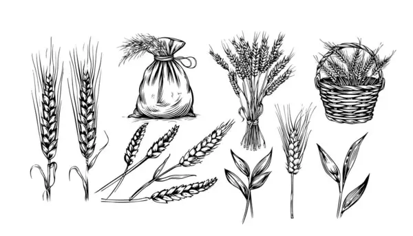 stock vector Wheat ears cereals crop sketch decorative icons set isolated vector illustration