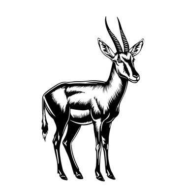 Antelope animal hand drawn engraving sketch Vector illustration