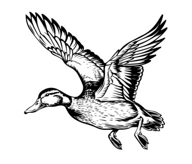 Duck flying sketch painted vector illustration Bird hunting