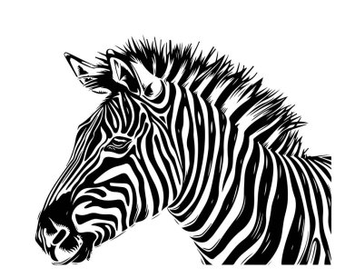 zebra siyah ve beyaz çizimi