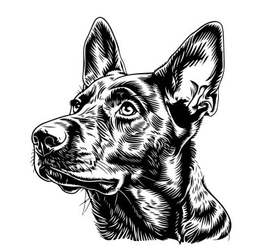 Avustralyalı kelpie köpeği siyah hatlı portre. Beyaz arka planda izole edilmiş köpek kafası ön görüş vektör illüstrasyonu. Dekor, tasarım, baskı, poster, kartpostal, çıkartma, tişört, süs ve nakış için.