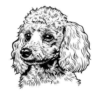 Cute toy poodle dog portrait hand drawn sketch Pets Vector illustration.