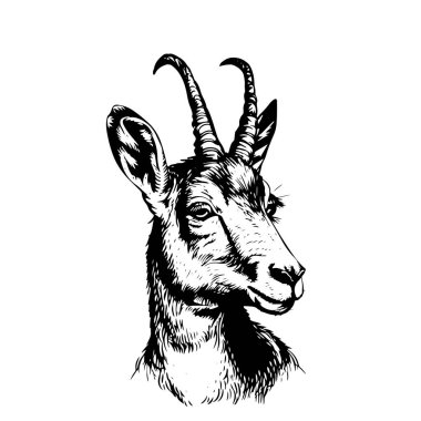 Chamois Buck Vector İllüstrasyonu. El Çizimi Dağ Keçisi