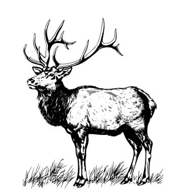 Yabani memeli hayvanlar hayvan izole kroki geyiği, Ren geyiği veya elk. Kahverengi stag Avcılık Spor Kulübü veya Hayvanat Bahçesi sembolü için büyük boynuzları ile yetişkin geyik orman yaban hayatı Temalar Tasarım