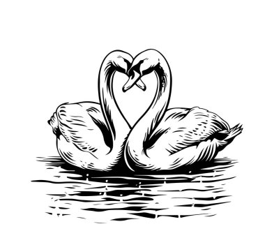 Pair of swans in the lake hand drawn sketch in doodle style illustration clipart