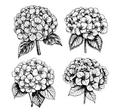 Ortanca çiçek kümesi. Detaylı HORTENSIA el çekilmiş