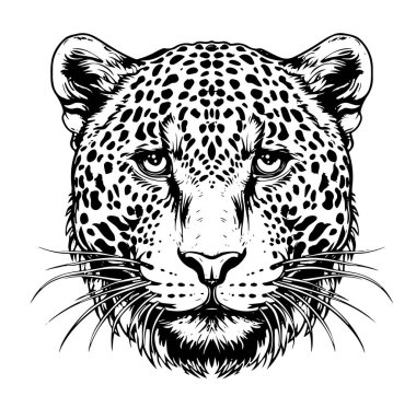 Jaguar çita başı, yüz, maskot ya da logo tasarımı, vektör illüstrasyonu izole edildi