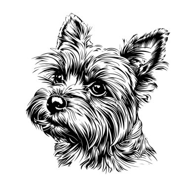 Yorkie dog Yorkshire terrier, köpek portresi illüstrasyonu