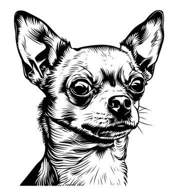 Chihuahua portresi köpek eli çizimi Hayvan Vektörü illüstrasyonu.