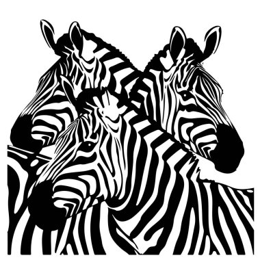 zebra siyah ve beyaz vektör illüstrasyonu Vahşi hayvanlar
