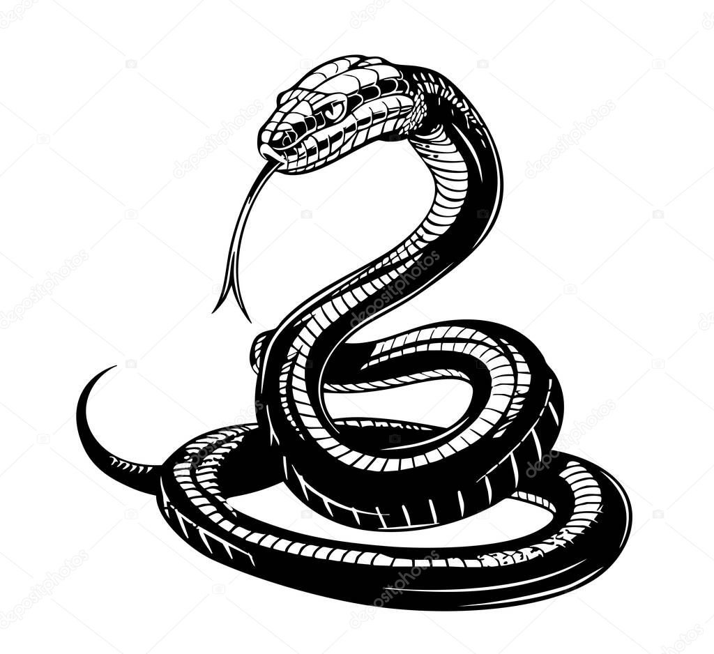 Hand drawn vintage snake illustration. Graphic sketch for posters