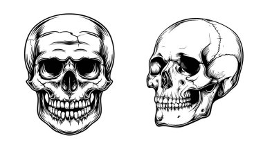 Anatomik kafatası seti