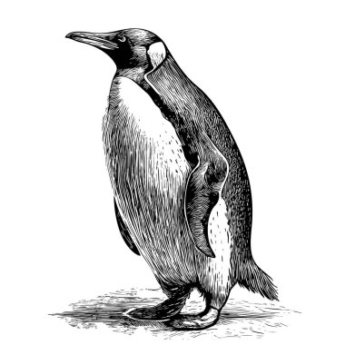 Penguen detaylı el çizimi çizimi