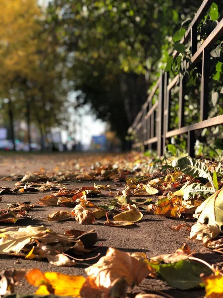 Kaldırımda sonbahar yaprakları. Ilık bir sonbahar günü. Kaldırıma düşen sarı yapraklar.