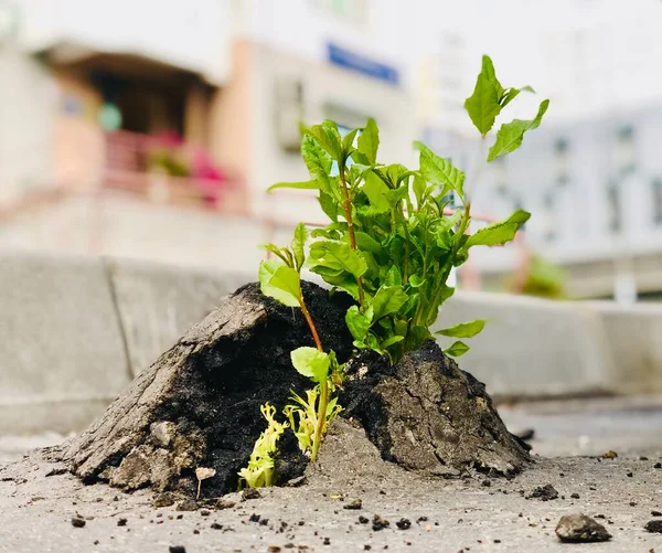 a green plant growing out of the asphalt.