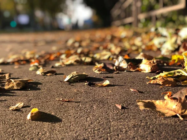 Kaldırımda sonbahar yaprakları. Ilık bir sonbahar günü. Kaldırıma düşen sarı yapraklar.