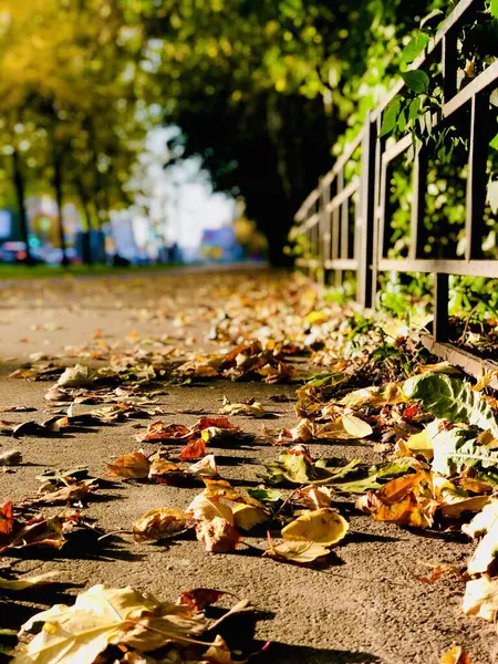 Kaldırımda sonbahar yaprakları. Ilık bir sonbahar günü. Kaldırıma düşen sarı yapraklar.