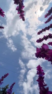 Kamerayı mavi gökyüzü leylak çiçeklerine doğru yavaşça kare, makro ve yavaş çekimde hareket ettiriyor. Dikey video.