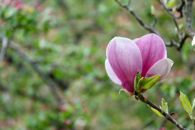 Magnolia soulangeana, Magnolia ve Magnoliaceae familyasından bir bitki türü. Magnolia çiçekleri, görsel alan ile bulanık, güzel bir bokeh arka plan. Yüksek kalite fotoğraf