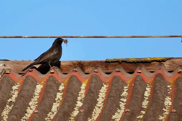 Sıradan bir karatavuk, Turdus Merula, gagasında kurt olan eski bir çatıda. Yüksek kalite fotoğraf