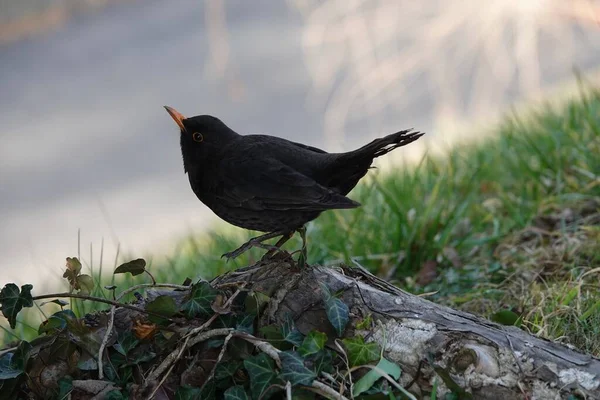 Beautiful photo of the common blackbird, Turdus merula, standing on ivy-covered tree root. High quality photo