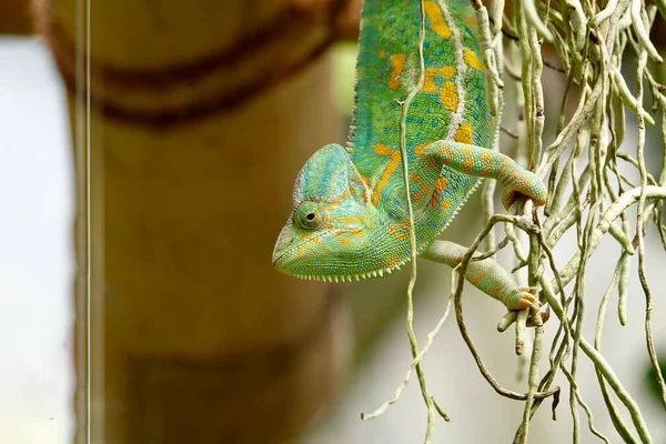Chameleon close up. Multicolor Beautiful Chameleon closeup reptile with colorful bright skin. The concept of disguise and bright skins. Exotic tropical pet. High quality photo