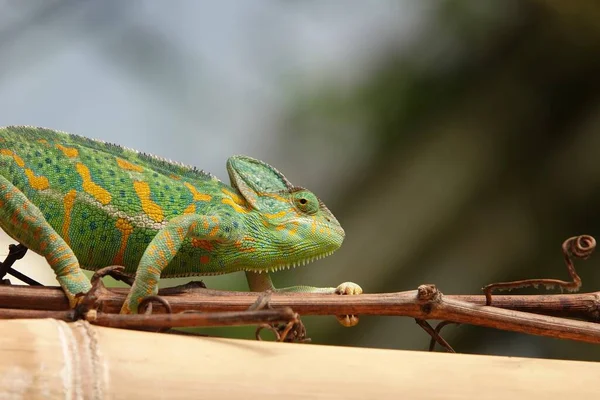 Chameleon close up. Multicolor Beautiful Chameleon closeup reptile with colorful bright skin. The concept of disguise and bright skins. Exotic tropical pet. High quality photo