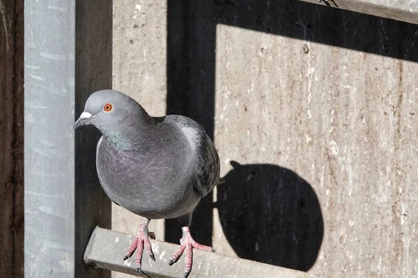 Taube Rastet Einem Sonnigen Tag Auf Einer Leiter Aus Betonmauer — Stockfoto