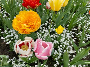 Prag 'daki Charles Meydanı' nda çeşitli çiçek açan lale ve diğer çiçeklerden oluşan bir yatak. Renkli çiçek tarhı. Bahar ve bahçıvanlık kavramı. Yüksek kalite fotoğraf