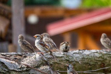 Sparrow Hanesi 'nin ahşap bir kütüğe oturup kameraya bakarken çekilmiş yakın plan fotoğrafı. Arka planda bir serçe sürüsü oturuyor. Yüksek kalite fotoğraf