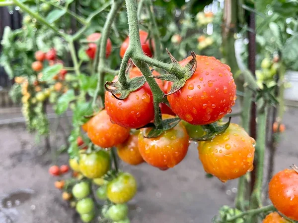 Branch Ripe Cherry Tomatoes Covered Raindrops Gardening Growing Your Own — Stock Photo, Image