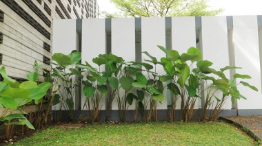 Calathea Lutea, caminin dışında yetişen süs bitkileri.