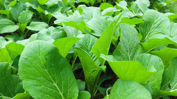 stock image Caisim or Choy sum plants growing on a farm. Choy sum or green cabbage (also known as Cai Xin or Chinese flowering cabbage) is one of the popular leaf vegetables in Indonesia