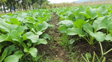 Çiftlikte yetişen Caisim ya da Choy sum bitkileri. Choy sum veya yeşil lahana (ayrıca Cai Xin olarak da bilinir) Endonezya 'nın en popüler yaprak sebzelerinden biridir.