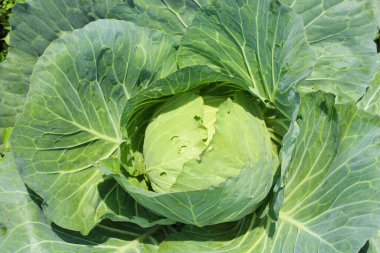 Tarım sektöründe olgunlaşmamış lahanaların yakın plan çekimi.