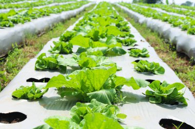 Bahçede taze romaine marulu kuyruğuna yakın çekim