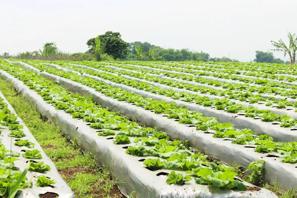 Salatanbau Reihen Auf Einem Feld Einem Sonnigen Tag — Stockfoto
