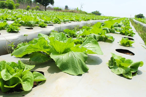 Bahçede taze romaine marulu yakın plan.