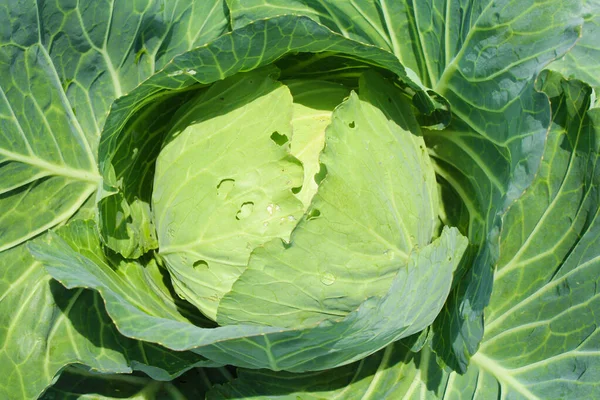 Close Head Unripe Cabbage Agricultural Stock Picture