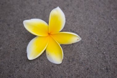 Frangipani çiçekleri, yalıtılmış Frangipani çiçekleri kaldırım taşlarına dökülüyor.