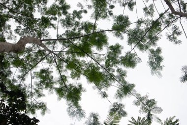 Bulutlu gökyüzü ve albasia ağaçları