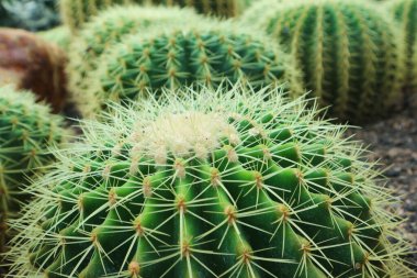 Echinocactus grusonii, bilinen adıyla altın fıçı kaktüsü, altın top veya kayınvalide minderi, Meksika 'nın doğusunda yaşayan bir kaktüstür türüdür..