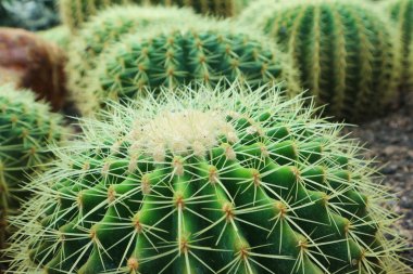 Echinocactus grusonii, bilinen adıyla altın fıçı kaktüsü, altın top veya kayınvalide minderi, Meksika 'nın doğusunda yaşayan bir kaktüstür türüdür..