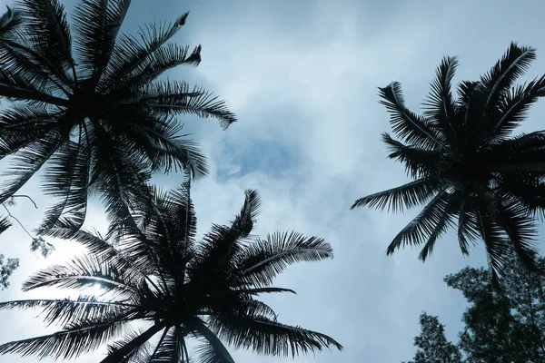 Overcast Sky Palm Trees — Stock Photo, Image