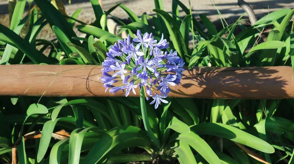 Agapanthus praecox, blue lily flower, close up. African lily or Lily of the Nile is popular garden plant in Amaryllidaceae family. Common agapanthus have light blue open-faced, pseudo-umbel flowers.